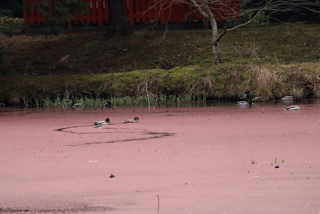 桃色池