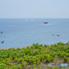 青空と海と蝶