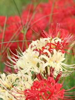 艶やかな花