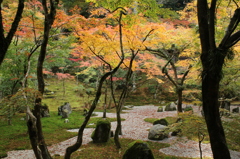 枯山水と紅葉