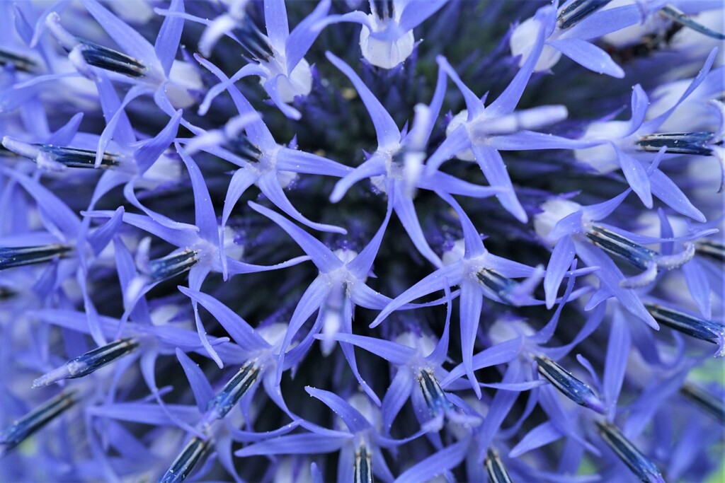 瑠璃色の花
