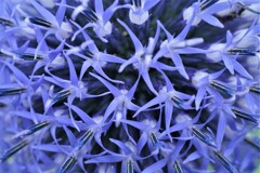 瑠璃色の花