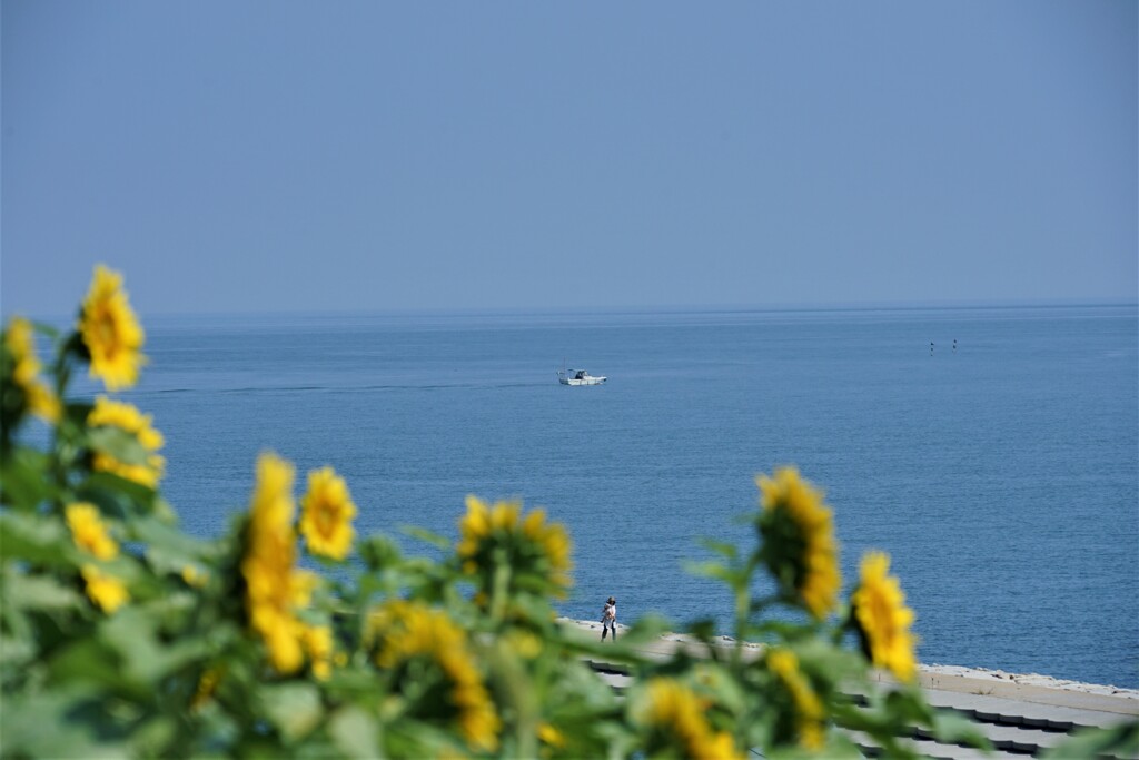 海とひまわり