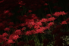 天井に咲く赤い花