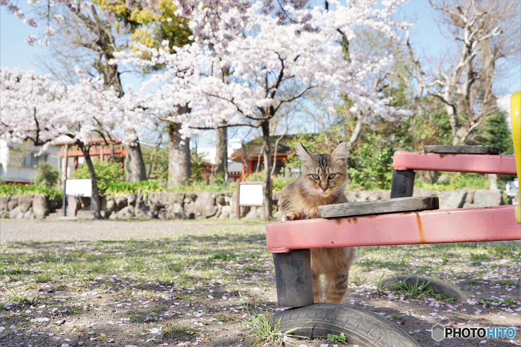 シーソー乗りたいにゃ・・