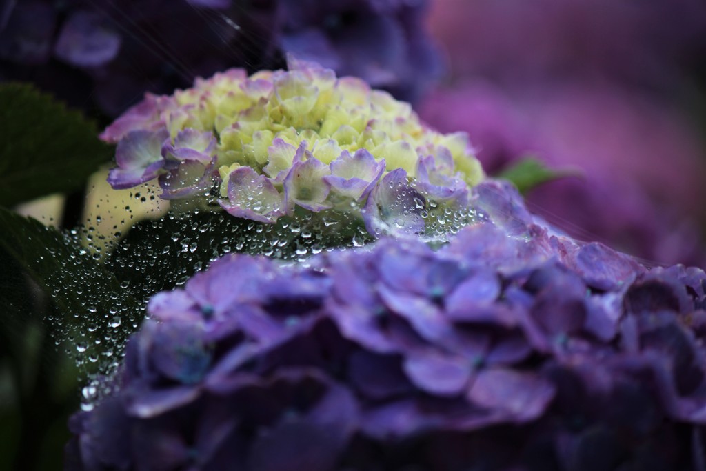 雨上がりのベール