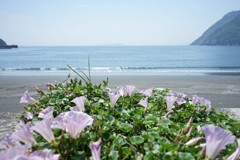 ハマヒルガオの咲く浜
