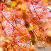 水の中の紅葉
