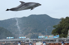 空飛ぶイルカ