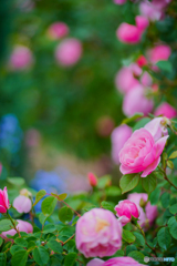 5月の花