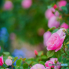 5月の花