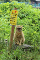 注意でーす