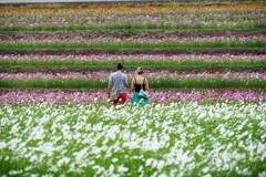 段々畑の秋桜