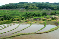 田植えの頃