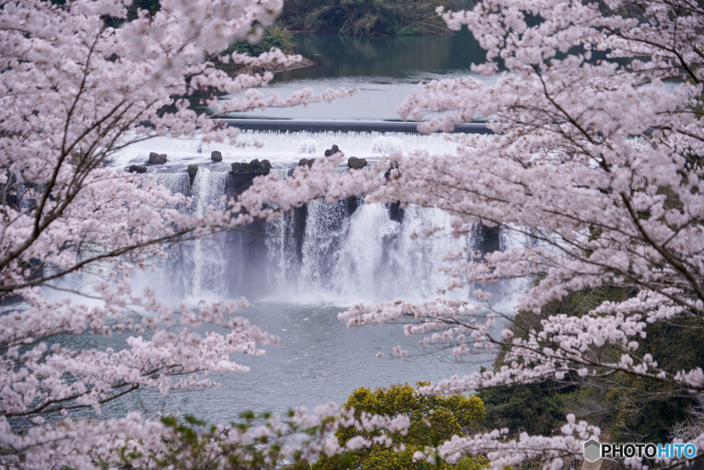 桜越しの滝