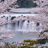 桜越しの滝