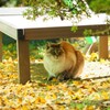 かくれんぼ