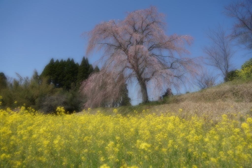 墓守桜