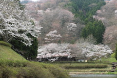 山桜
