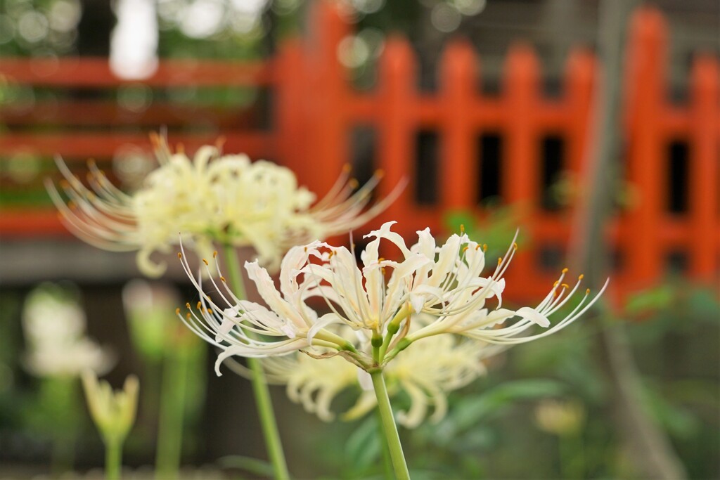 神社の白彼岸花