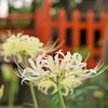 神社の白彼岸花