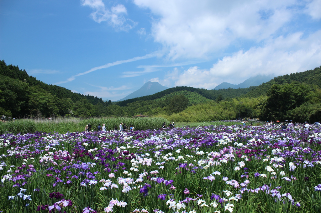 花菖蒲の季節