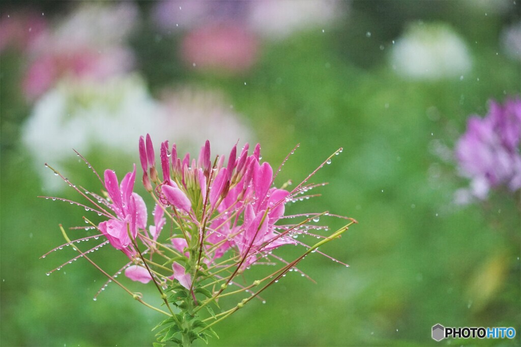 雨にうたれて