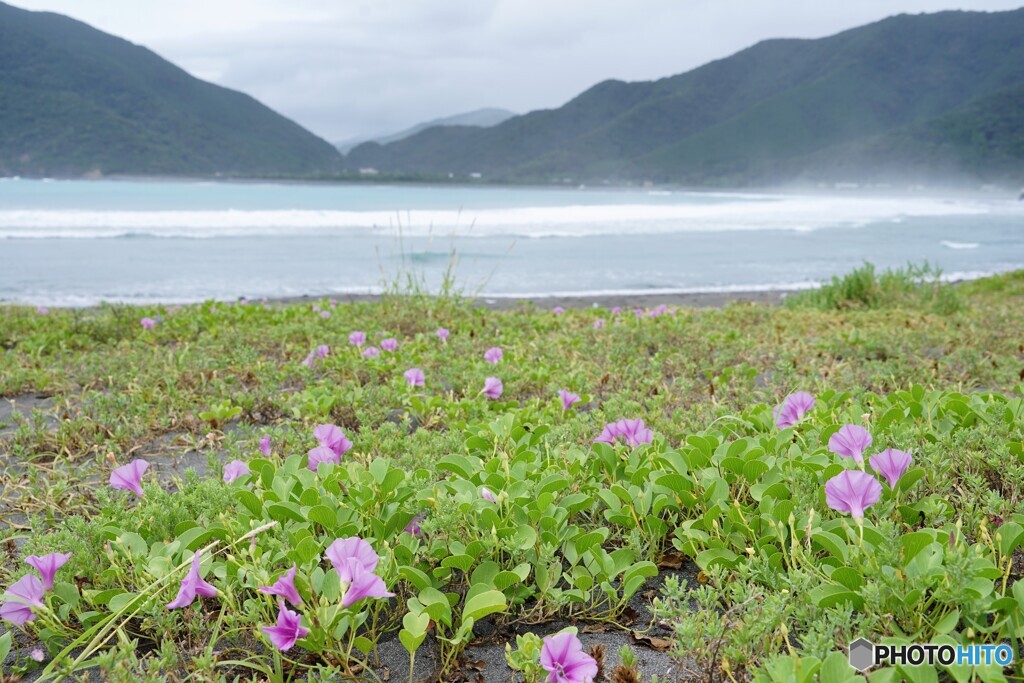 海辺の花