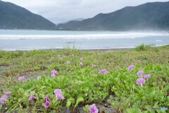 海辺の花