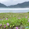 海辺の花