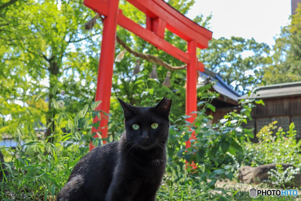 赤い鳥居と黒猫