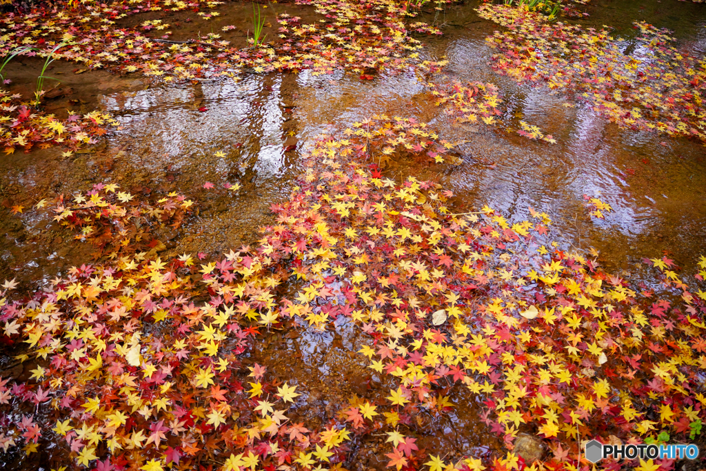 水面紅葉