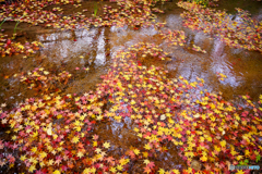 水面紅葉