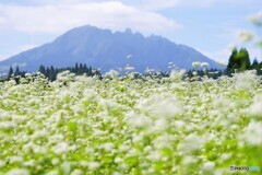 白い花が揺れて