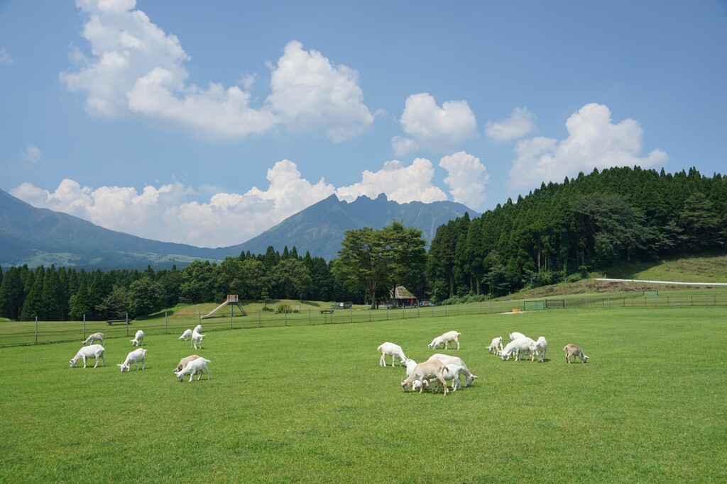 高原の夏