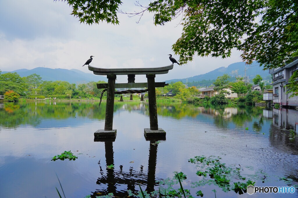 鳥居の鵜