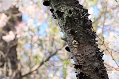 桜の木のお家