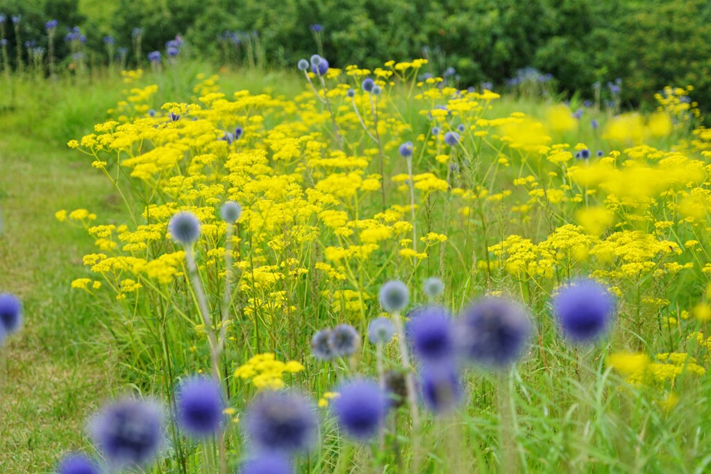 高原の花