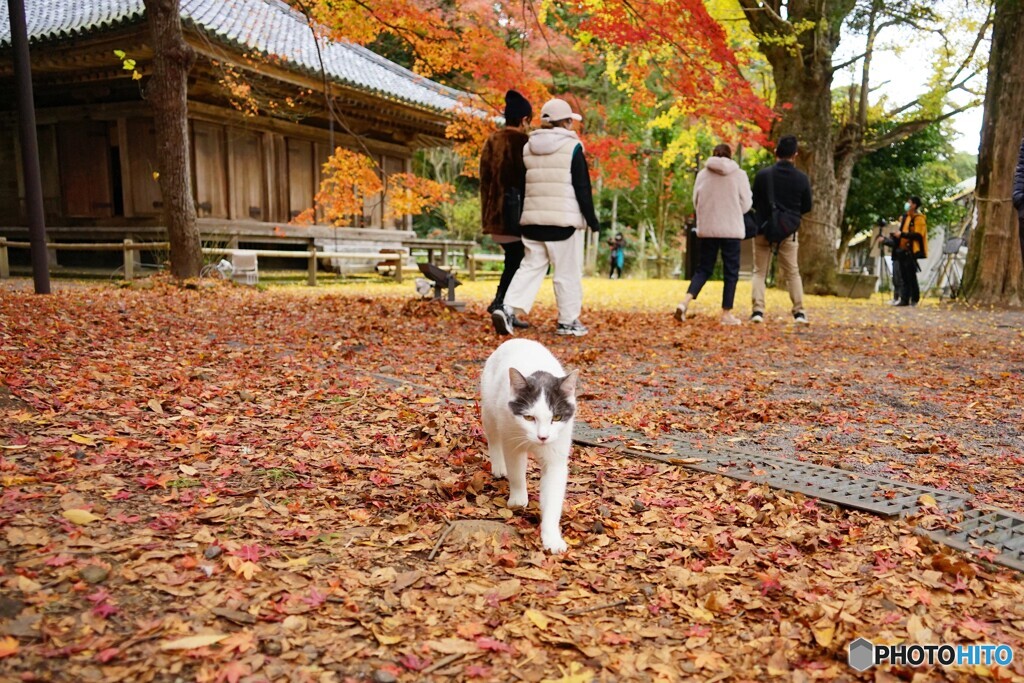 境内の見回り（猫さん）