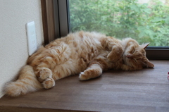 眠気には勝てにゃい・・・・