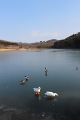 氷上のカモ