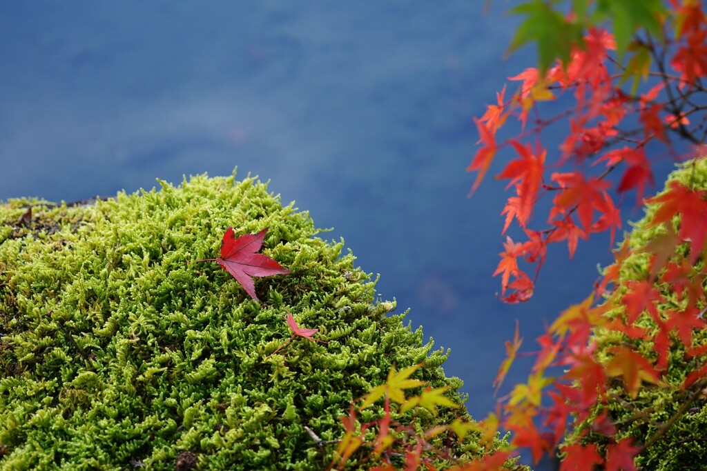 池のほとりの紅葉