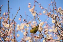 春の予感