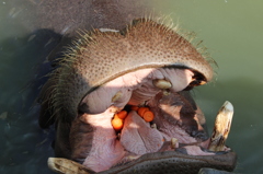 大食漢