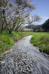 花びらの流れ