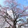 揺れて春色