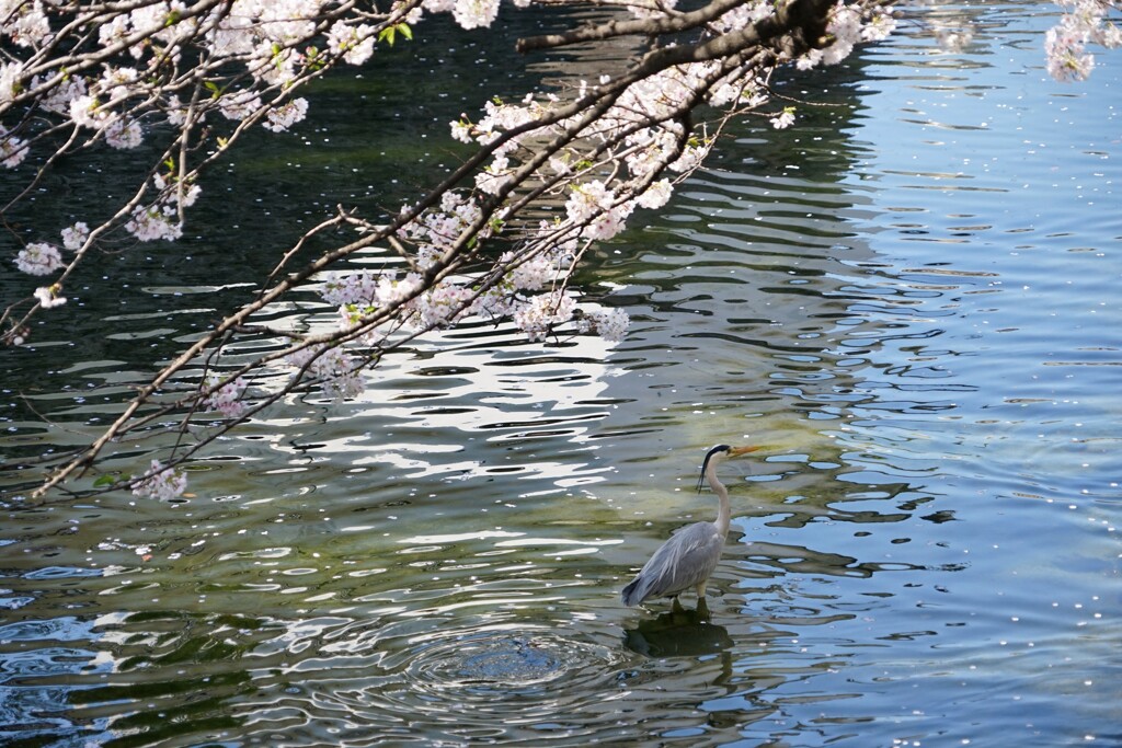 桜とアオサギ