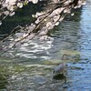 桜とアオサギ
