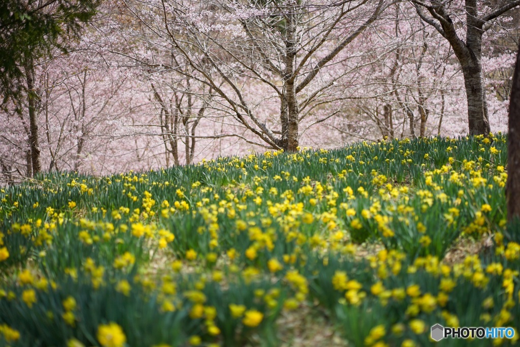 しだれ桜の里