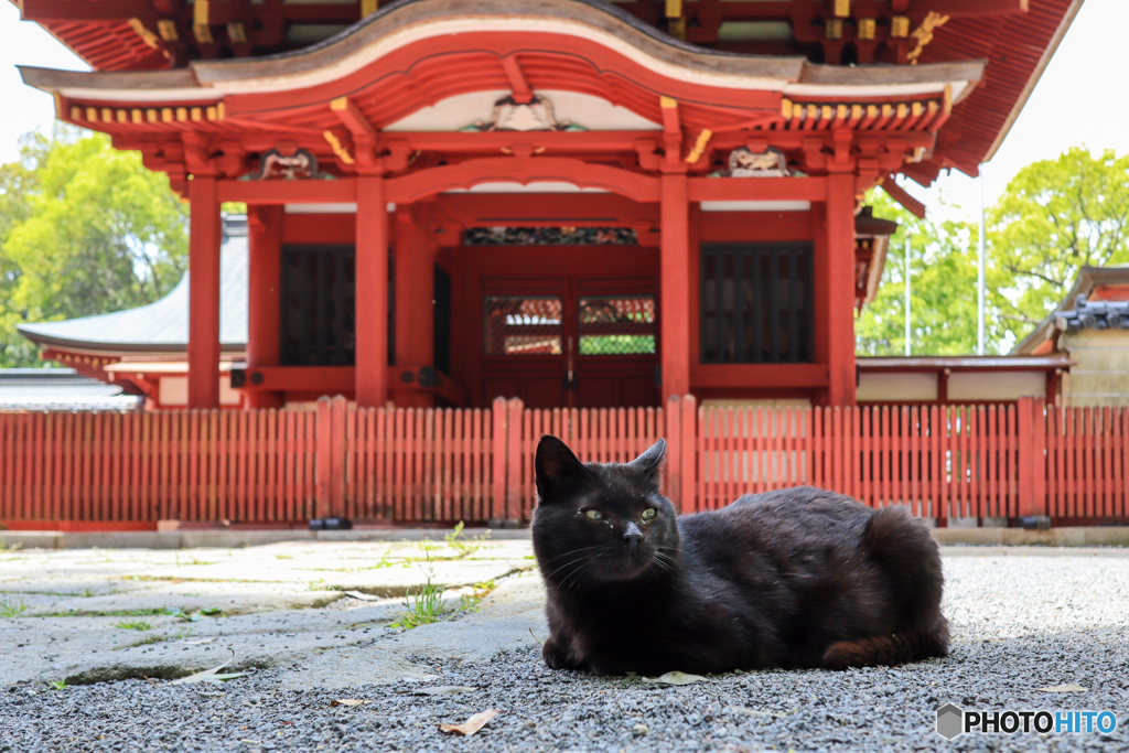 黒猫のいる神社